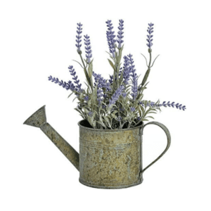 Lavender in watering can planter