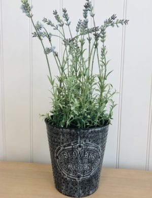 Lavender pot -Flower garden